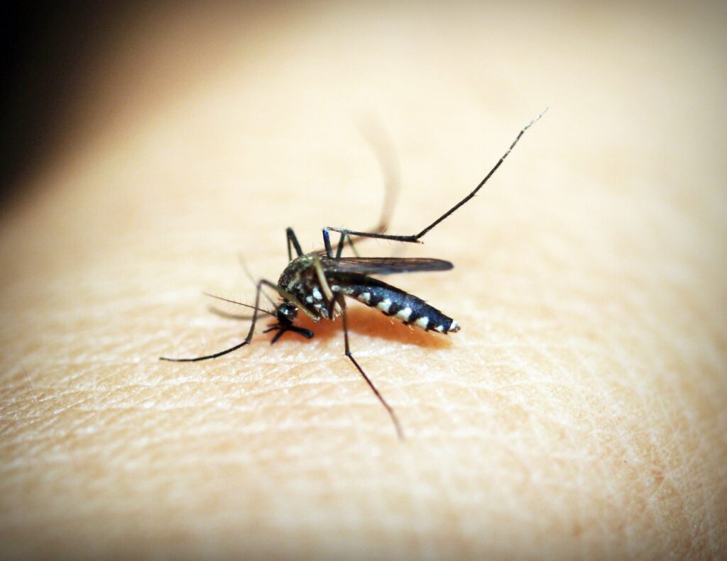 Mosquito biting someones skin